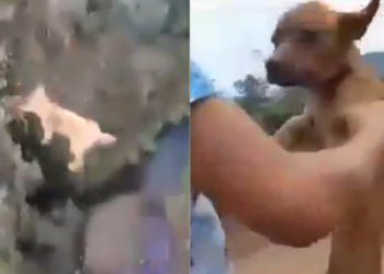 Perrito