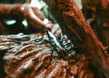 El insecto más raro del mundo y que se creía extinto se encuentra en San Diego Zoo