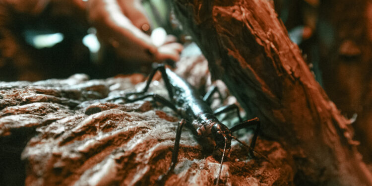 El insecto más raro del mundo y que se creía extinto se encuentra en San Diego Zoo