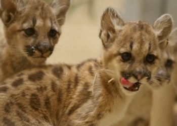 San Diego Zoo y sus socios rescatan a cachorros de puma huérfanos en San Diego