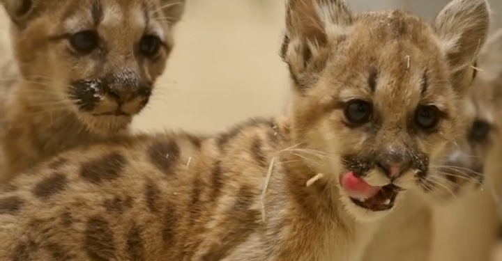 San Diego Zoo y sus socios rescatan a cachorros de puma huérfanos en San Diego