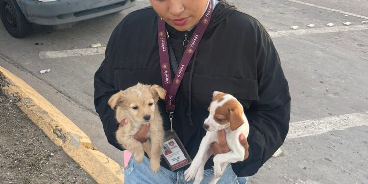 Refuerzan operativo “navidad en orden” que combate la venta ilegal de mascotas