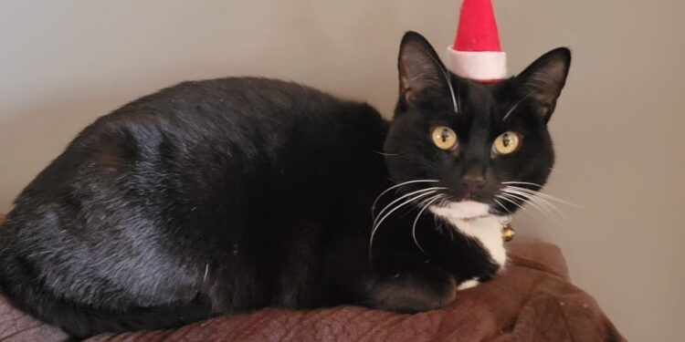 Emiten recomendaciones para proteger a las mascotas en temporada invernal