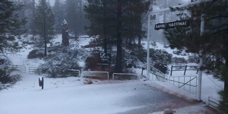 Amaneció nevada la Sierra de San Pedro Mártir