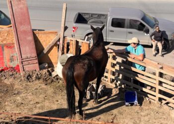 Rescatan caballo que recibía maltrato animal