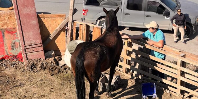 Rescatan caballo que recibía maltrato animal