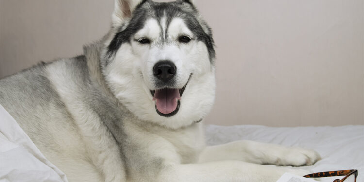 Husky such a good boi