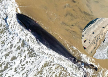 Aparece ballena de 52 pies en la costa de Pacific Beach