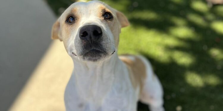 Ciudad de Chula Vista no aplicará cuotas por adopción en mascotas en diciembre