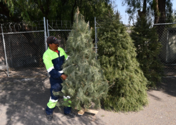 San Diego abre 17 puntos de reciclaje para árboles navideños