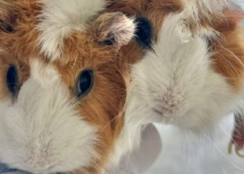 Sociedad Humanitaria de Arizona da informe final sobre las mascotas desaparecidas