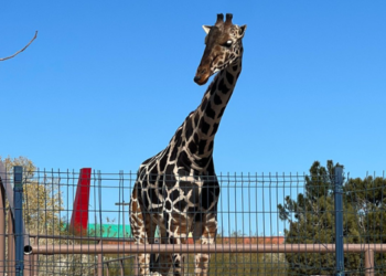 ¿Quién es Jirafa “Benito”?: Historia de su nuevo hogar en Africam Safari