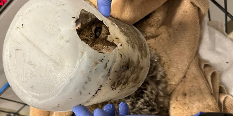 Rescatan a Coyote que había quedado atrapado en el Rio Tijuana por inundación