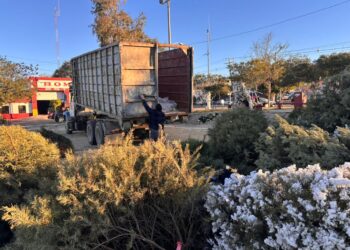 Ayuntamiento de Tijuana habilitó 18 centros de acopio de árboles navideños