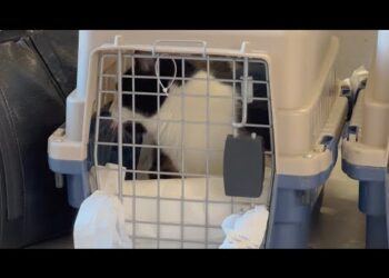 Hasta con el gato llegan migrantes a Tijuana