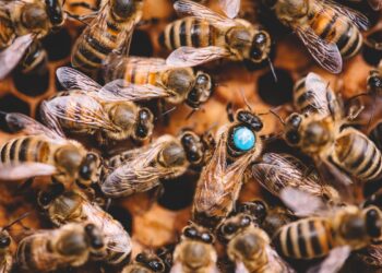 Misterioso Envenenamiento Masivo de Abejas en San Diego Resuelto