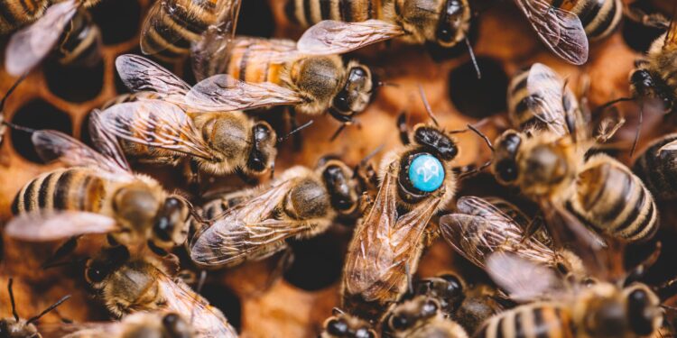 Misterioso Envenenamiento Masivo de Abejas en San Diego Resuelto