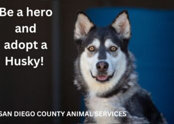 Ponen en adopción 40 perros Husky en San Diego