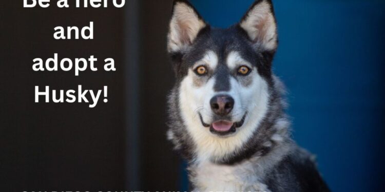 Ponen en adopción 40 perros Husky en San Diego