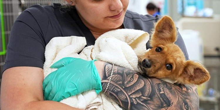 Nueva ley estatal ofrece a los dueños de mascotas la opción de telesalud
