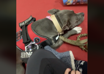 Niegan la entrada a pareja con perro de servicio a centro comercial de Monterrey
