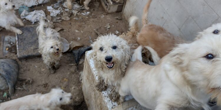 Rescatan 33 perros tras cateo por maltrato animal
