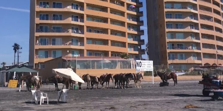 Aprueban iniciativa para prohibir que animales sean usados como medio de transporte