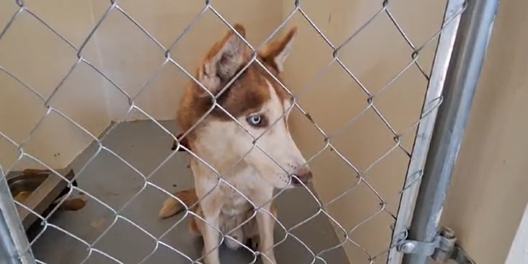 Inauguran el refugio animal más grande del país en Mexicali