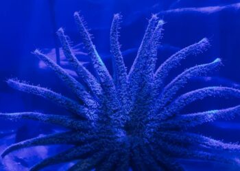 Biólogos locales dan esperanza de vida a las estrellas de mar girasol en peligro de extinción