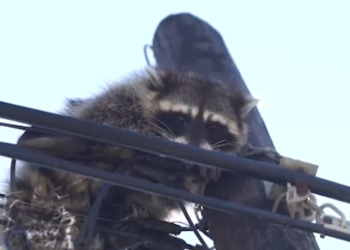 Tanuki