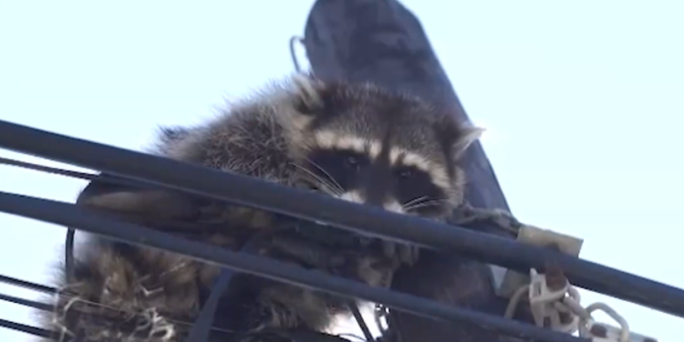 Tanuki