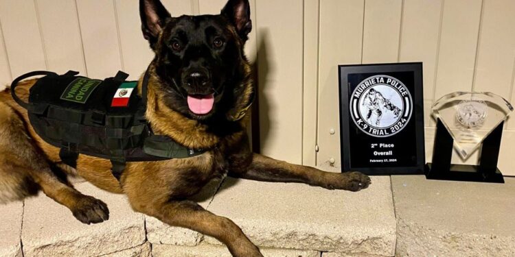 K9 de la Policía Municipal destaca en competencia internacional