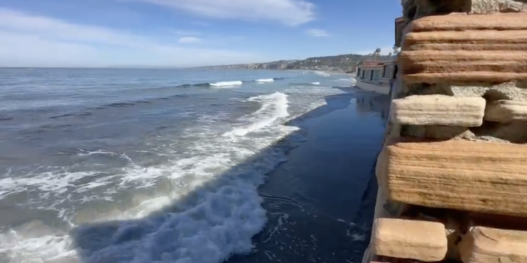 Encuentran a joven ballena gris en la costa de La Jolla