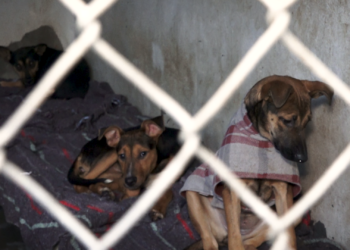 Grupo de voluntarios se unen para ayudar a los animales abandonados en Tijuana