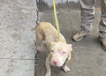 Rescatan perro maltratado en Tijuana
