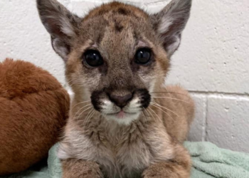 Un puma atropellado por un automóvil se recupera en San Diego Humane Society