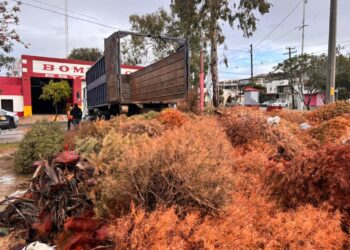 Este viernes concluye la campaña de reciclaje de árboles navideños