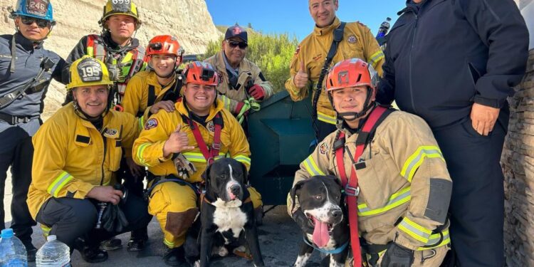 Rescatan Bomberos de Tijuana a dos perritos de un cerro