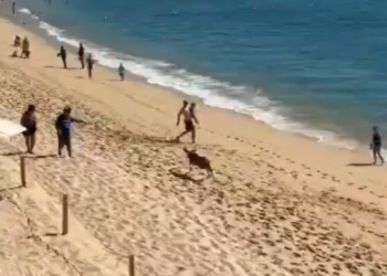 Venado es captado corriendo en una playa de Cabo San Lucas
