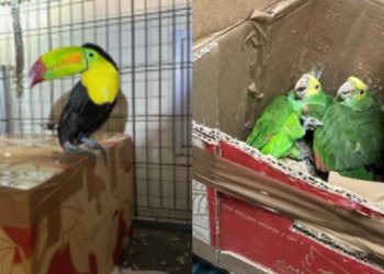 CBP intercepta intento de contrabando de un tucán y 21 loros en el Puerto de Entrada de Tecate