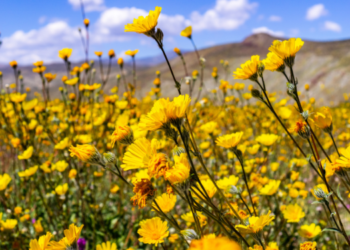 superfloración de flores