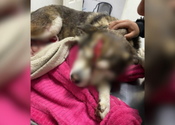 Ares maltrato animal