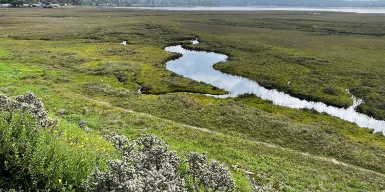 Activistas trabajan para restaurar y mejorar los humedales naturales de la bahía de Mission Bay