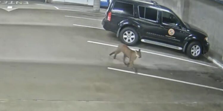 Puma se pasea por las calles del centro de Oceanside