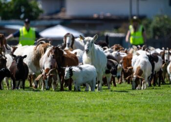 Bomberos de 4 patas ayudan a mitigar incendios en Chula Vista