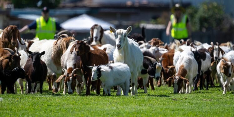Bomberos de 4 patas ayudan a mitigar incendios en Chula Vista