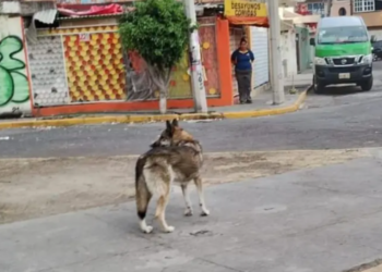 Lobo escapó del Zoológico de Aragón en México