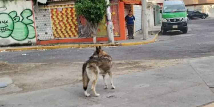 Lobo escapó del Zoológico de Aragón en México