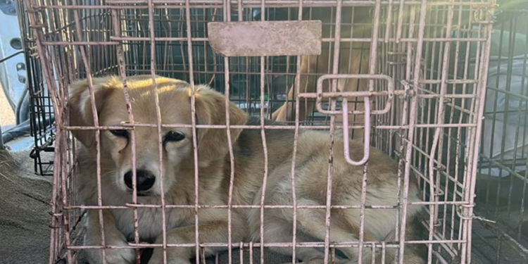 Fiscalía rescata a cinco caninos por maltrato y crueldad animal
