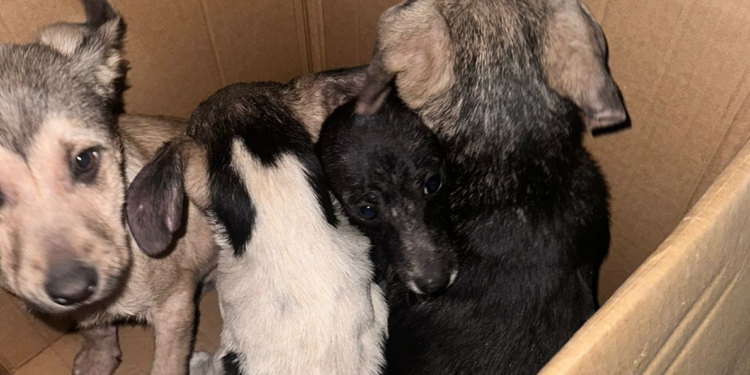Rescatan en Tijuana a cachorros en condiciones de maltrato